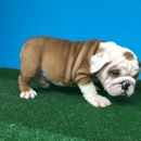 Quality Puppies of Miami - Pet Stores