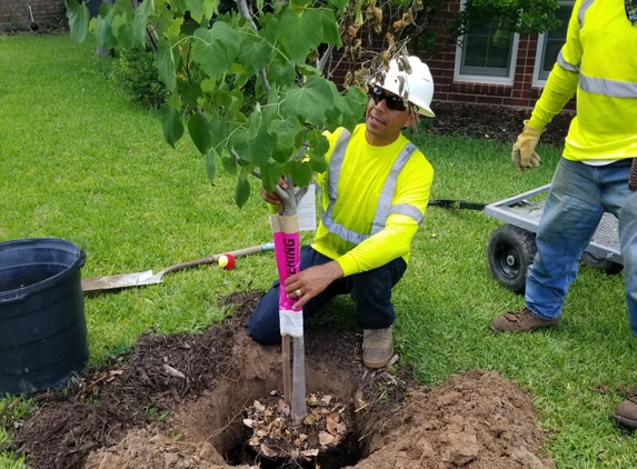 Loyal Tree Service