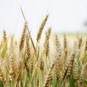 Gallery Image Number 7