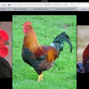 Pch Poultry & Market - Poultry
