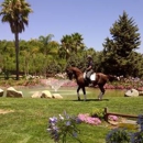 Swede Equine Show Stables - Horse Training