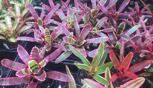 Steven Clark's Garden Maintenance - Carbrook, QLD