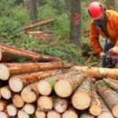 R.J. Nathe & Sons, Inc - Timber & Timberland Companies