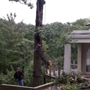 Midtown Tree Service - Tree Service