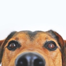 Debbie's Pet Parlor - Pet Grooming