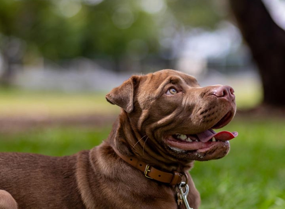 Urban Dog Training - Carindale, QLD