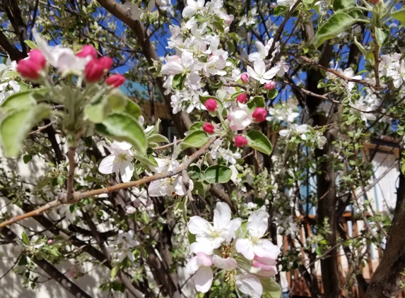 Boulders RV Park & Laundromat - Heber, AZ. Spring Apple Blossoms