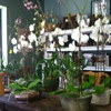 Lotus Flower gallery