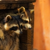 Pro-Spray Pest Control gallery