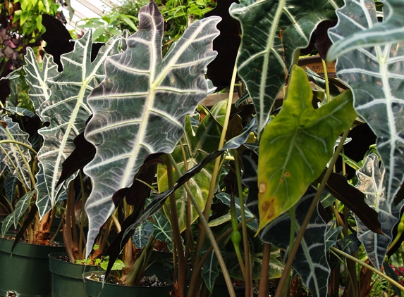 Oakdale Greenhouses, LLC - Charlotte, NC. Tropical Plants