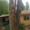 Southwest Tree Service and Landscaping gallery