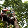 Big Ron's Tree Service gallery