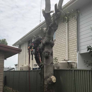 All Tree & Stump Works - Palm Beach, QLD