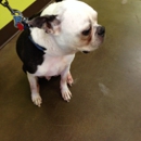 Perk N Pooch - Pet Specialty Services