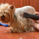 Groomingdale's - Pet Grooming