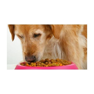 4 Paws Veterinarians - Kirwan, QLD