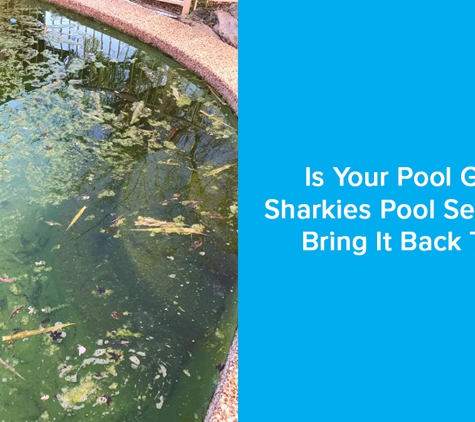 Sharkies Pools Service. Is Your Pool Green? Sharkies Pool Service Will Bring It Back To Life