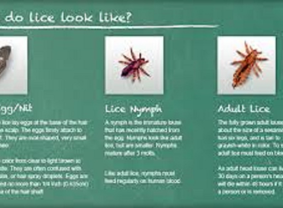 Knoxville Lice Removal Services-Specialized Hair Care - Knoxville, TN