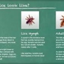 Knoxville Lice Removal Services-Specialized Hair Care
