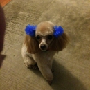 Clip  & Dip Dog Grooming LLC - Pet Grooming