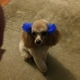 Clip  & Dip Dog Grooming LLC