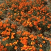 Antelope Valley California Poppy Reserve State Natural Reserve gallery