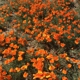 Antelope Valley California Poppy Reserve State Natural Reserve