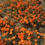 Antelope Valley California Poppy Reserve State Natural Reserve