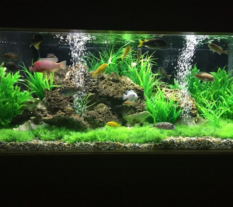 AQUARIUMS FOR LIFE! Aquarium Maintenance Service,  Formerly "That Fish Guy"