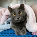 Petsense by Tractor Supply - Pet Stores