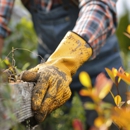 JMA Tree Service - Tree Service