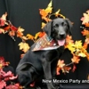 New Mexico Party and Pet Pics gallery