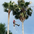 Texans Tree Service