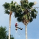 Texans Tree Service