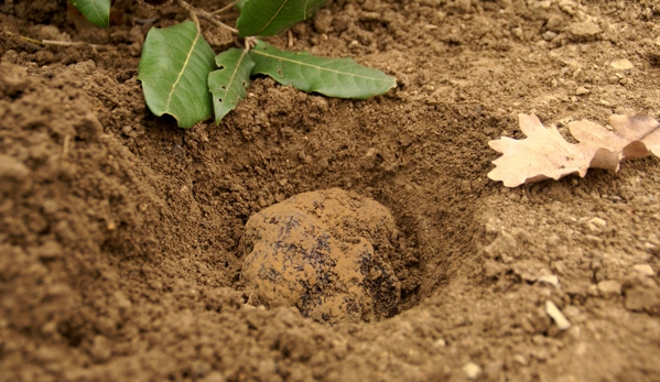 Truffle Hunting at L'air du Wombat - Oallen, NSW