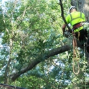 Tree Service San Clemente - Tree Service