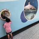 SeaQuest Interactive Aquarium - Public Aquariums