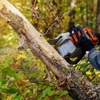 Tree Professional gallery