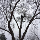Senn's Tree Service - Tree Service