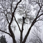 Senn's Tree Service