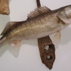 Rod and Real Fish Taxidermy