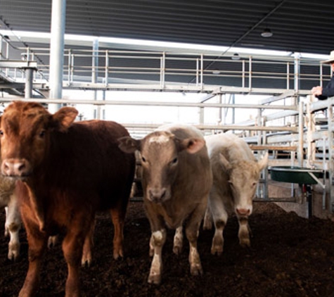 Baileys Property & Livestock - Singleton, NSW