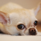 Little Seneca Animal Hospital