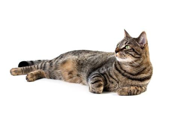 Laidley Veterinary Surgery - Laidley, QLD