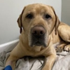 Riverside Animal Clinic gallery