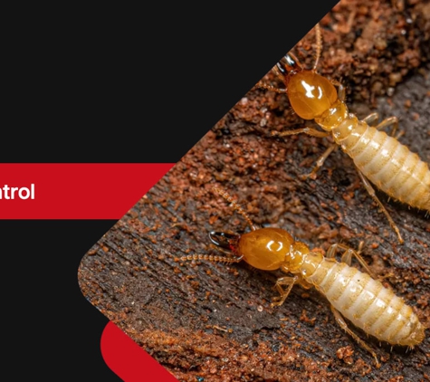 Chambers Pest Solutions - Hillarys, WA. Termite Control
