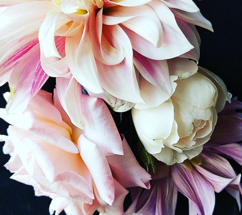 Blooming Lovely Flowers and Greenery - Tamborine Mountain, QLD. Roses and dahlias