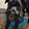 Full House Dog Training gallery