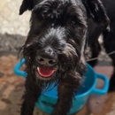 Full House Dog Training - Dog Training