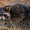 Bills Trapping and Pest Removal gallery
